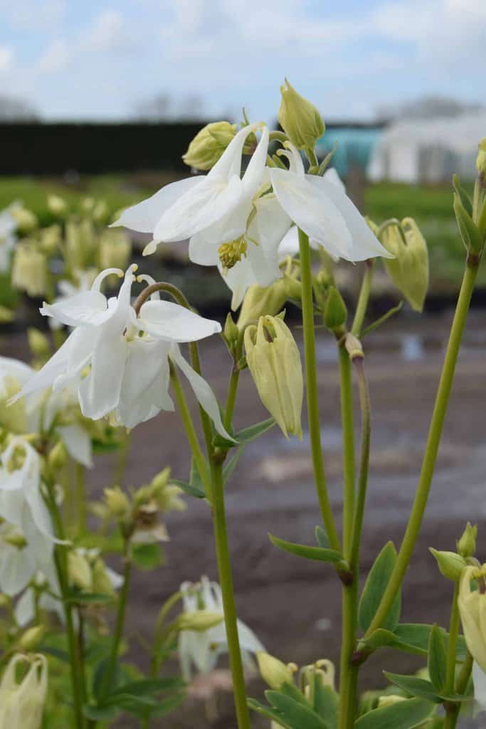 Aquilegia vulgaris var. alba ---